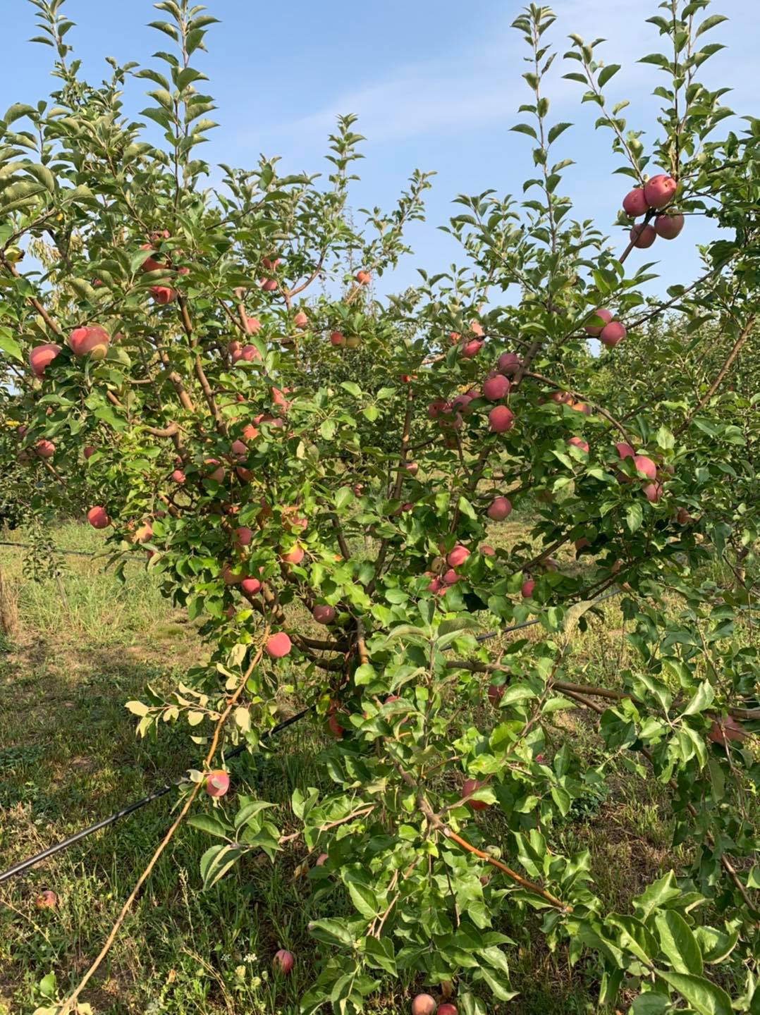 May be an image of apple and tree